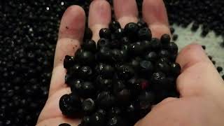 Blueberries AMARU