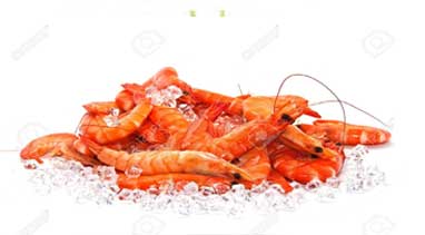 shrimps